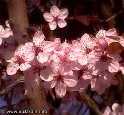 Prunus la floraison avant le feuillage